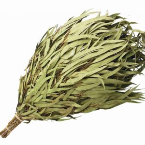 From Russia VENIK - (Eucalyptus)